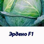 Эрдено F1 капуста белокочанная Syngenta 2500 шт
