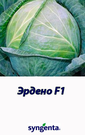 Erdeno-F1