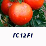 ГС 12 F1 гибрид томата Syngenta 500 штук
