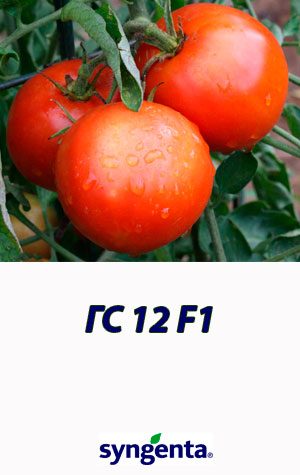 GS-12-F1-gibrid-tomata-Syngenta