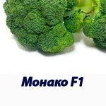 Капуста брокколи Монако F1 Syngenta 2500 шт