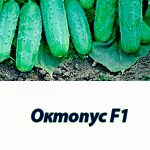 Гібрид огірка Октопус F1 Syngenta