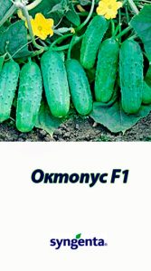 Гібрид огірка Октопус F1 Syngenta