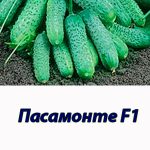Гібрид огірка Пасамонте F1 Syngenta