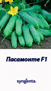 Гібрид огірка Пасамонте F1 Syngenta