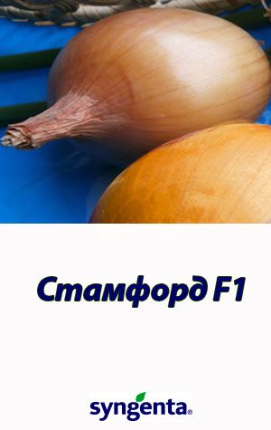 Stamford-F1-gibrid-luka-Syngenta