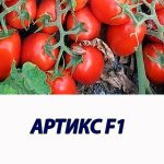 Томат АРТИКС F1 Syngenta 2 500 шт