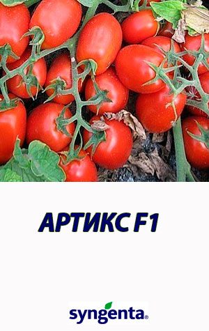 Tomat-ARTIKS-F1-Syngenta-2500-shtuk