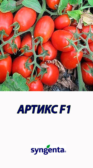 Tomat-ARTIKS-F1-Syngenta-2500-shtuk