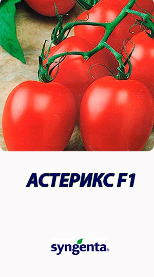 Tomat-ASTERIKS-F1-Syngenta-2500-shtuk