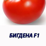 Томат БИГДЕНА F1 Syngenta 500 штук