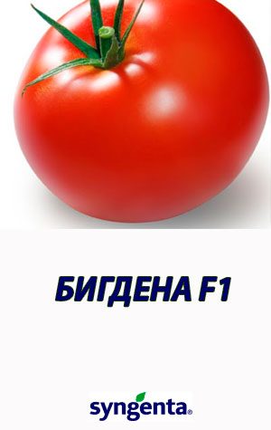 Tomat-BIGDENA-F1-Syngenta-500-shtuk
