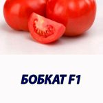 Томат БОБКАТ F1 Syngenta 2 500 шт