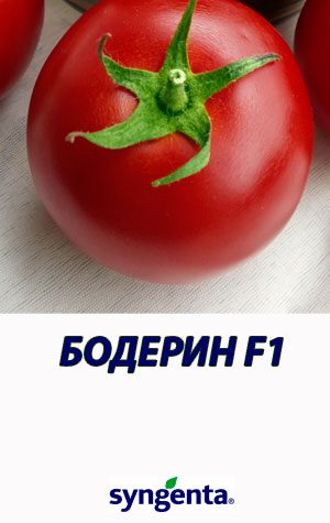Tomat-BODERIN-F1-Syngenta-500-shtuk