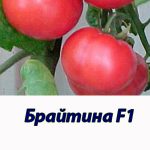 Томат БРАЙТИНА F1 Syngenta 500 штук