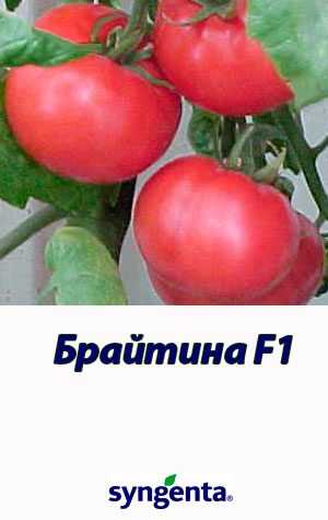 Tomat-BRAYTINA-F1-Syngenta-500-shtuk