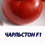 Томат ЧАРЛЬСТОН F1 Syngenta 500 штук