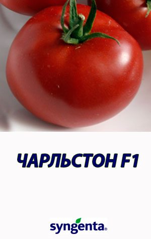 Tomat-CHARLSTON-F1-Syngenta-500-shtuk