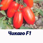 Томат ЧИКАГО F1 Syngenta 5 000 шт