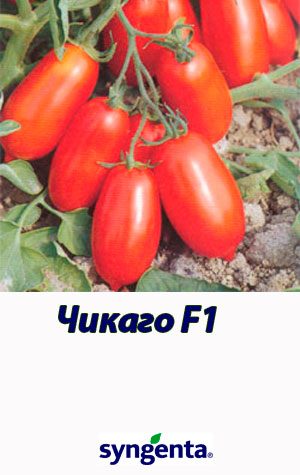Tomat-CHIKAGO-F1-Syngenta-5000-shtuk