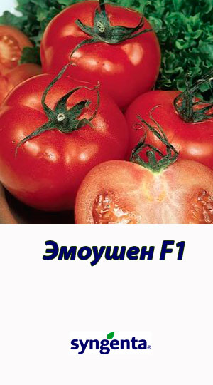 Tomat-EMOUSHN-F1-Syngenta-500-shtuk