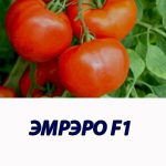 Томат ЭМРЭРО F1 Syngenta 500 штук