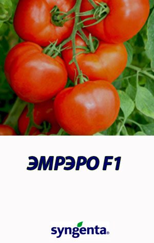 Tomat-EMRERO-F1-Syngenta-500-shtuk