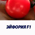Томат ЭЙФОРИЯ F1 Syngenta 500 штук