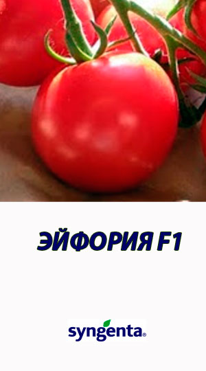 Tomat-EYFORIYA-F1-Syngenta-500-shtuk