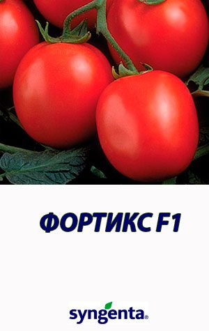 Tomat-FORTIKS-F1-Syngenta-5000-shtuk