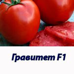 Томат ГРАВИТЕТ F1 Syngenta 500 штук