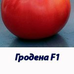 Томат ГРОДЕНА F1 Syngenta 500 штук