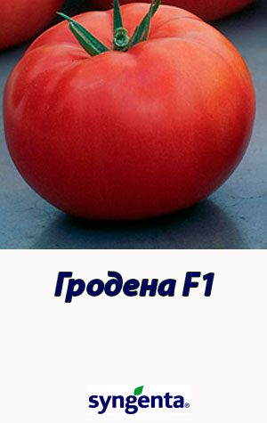 Tomat-GRODENA-F1-Syngenta-500-shtuk