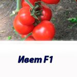 Томат Ивет F1 Syngenta 500 штук