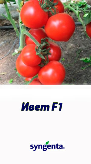 Tomat-Ivet-F1-Syngenta-2500-shtuk