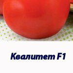 Томат КВАЛИТЕТ F1(Т-97082) Syngenta 500 штук