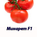Томат МИНАРЕТ F1 Syngenta 500 штук
