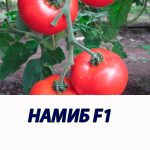 Томат НАМИБ F1 Syngenta 2 500 шт
