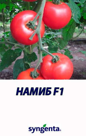 Tomat-NAMIB-F1-Syngenta-2500-shtuk