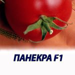 Томат ПАНЕКРА F1 Syngenta 500 штук