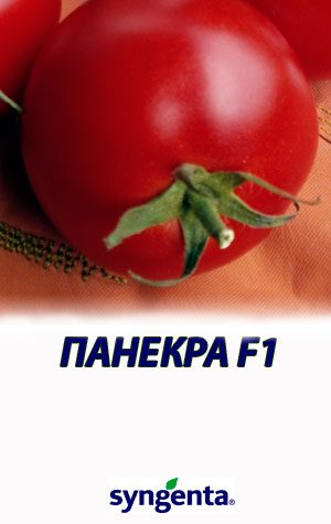 Tomat-PANEKRA-F1-Syngenta-500-shtuk