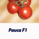 Томат РАИСА F1 Syngenta 500 штук