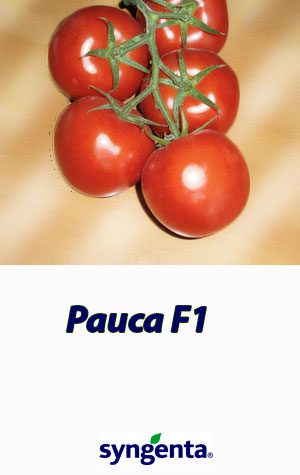 Tomat-RAISA-F1-Syngenta-500-shtuk