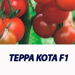 Томат ТЕРРА КОТА F1 Syngenta 2 500 шт