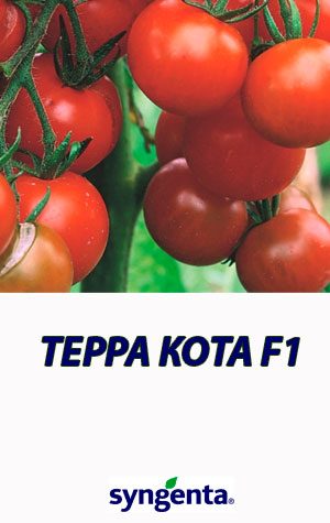 Tomat-TERRA-KOTA-F1-Syngenta-2500-shtuk