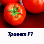 Томат ТРИВЕТ F1 Syngenta 500 штук