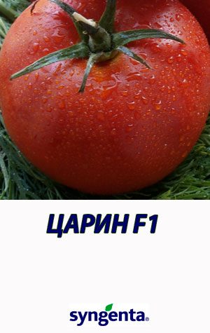 Tomat-TSARIN-F1-Syngenta-500-shtuk