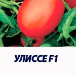 Томат УЛИССЕ F1 Syngenta 2 500 шт