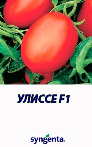 Tomat-ULISSE-F1-Syngenta-2500-shtuk
