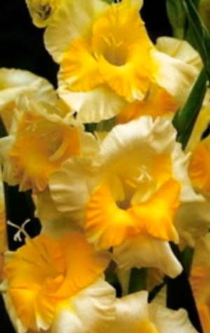 Гладиолус Багги ( Gladiolus Buggy )